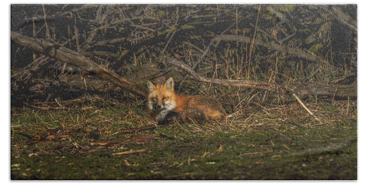 Fox Resting In Sunlit Clearing Hand Towel