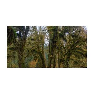 Moss-Covered Forest Trees by Brandon Wichmann Moss-Covered Forest Trees by Brandon Wichmann