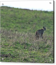 Bobcat in Point Reyes Acrylic Print by Brandon Wichmann