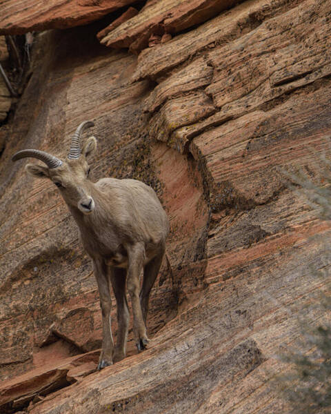 Bighorn Sheep On Rocky Terrain Poster