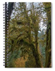 Tree Spiral Notebooks