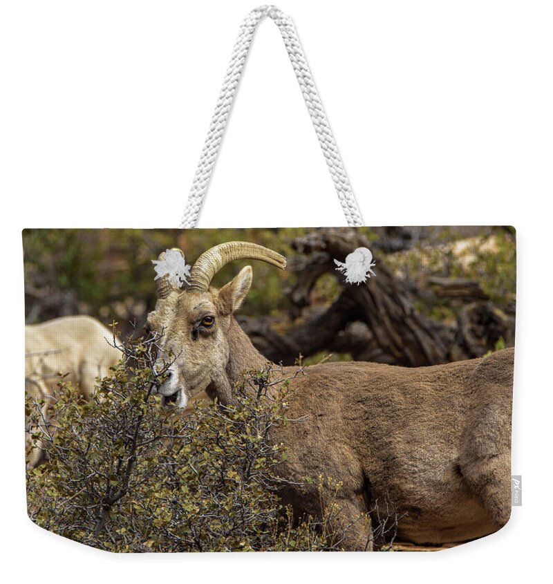Mountain Goats in Natural Habitat Weekender Tote Bag
