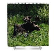 Moose Resting In Sunlit Meadow In Grand Teton National Park Shower Curtain