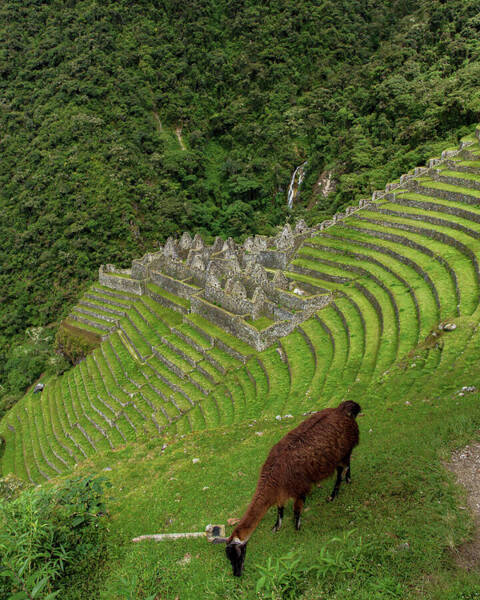 Winay Wayna With Grazing Llama Poster