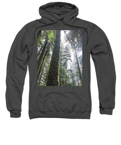 Majestic Forest Canopy In Olympic National Park Sweatshirt