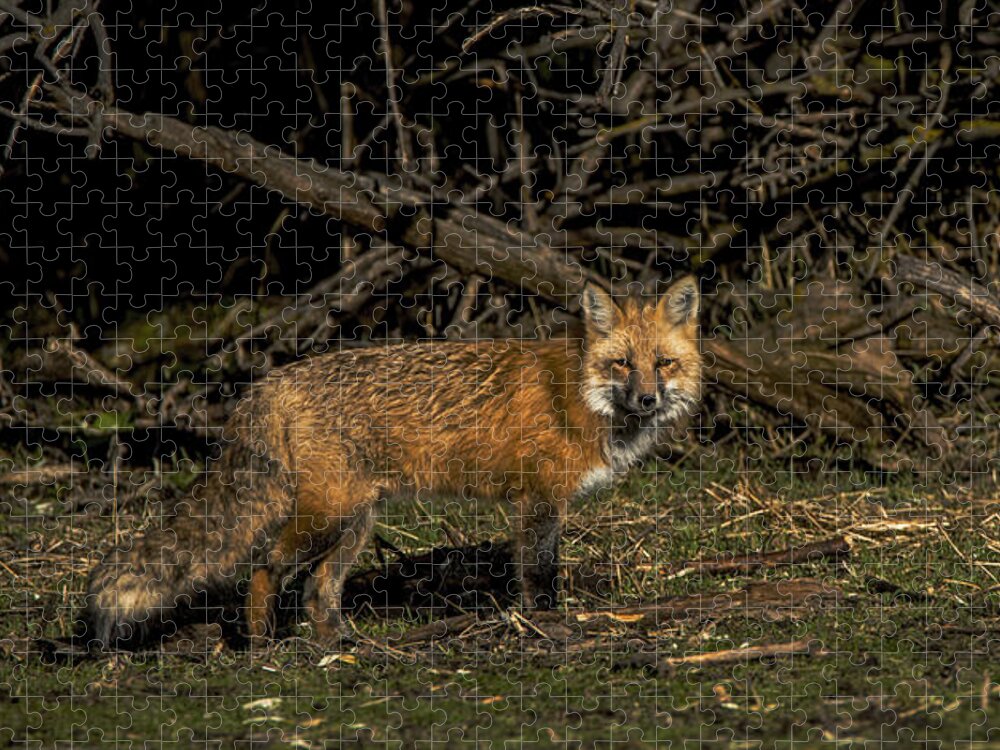 Fox In Sunlit Forest Clearing Jigsaw Puzzle