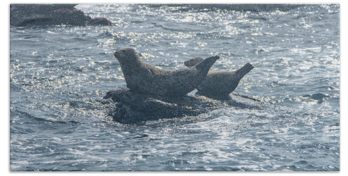 Seals Resting On Rocky Shoreline Bath Towel