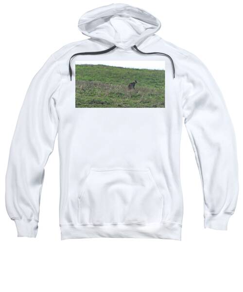 Bobcat in Point Reyes Sweatshirt by Brandon Wichmann