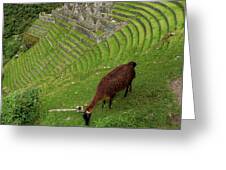 Winay Wayna With Grazing Llama Greeting Card