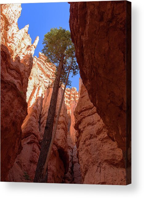 Tree Reaches Skyward In Bryce Canyon National Park Acrylic Print
