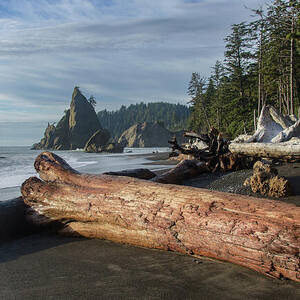 Driftwood on a Pebbled Beach by Brandon Wichmann Driftwood on a Pebbled Beach by Brandon Wichmann