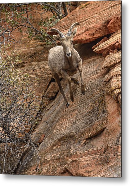 Big Horn Sheep Agile Descent In Zion National Park Metal Print