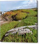 Coastal Landscape with Driftwood Canvas Print