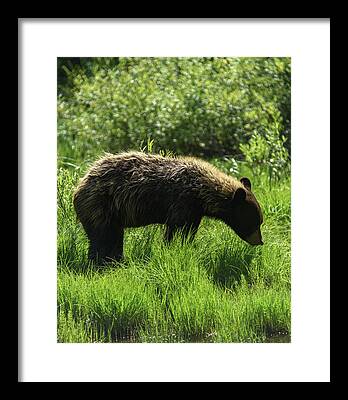 Wildlife Framed Prints