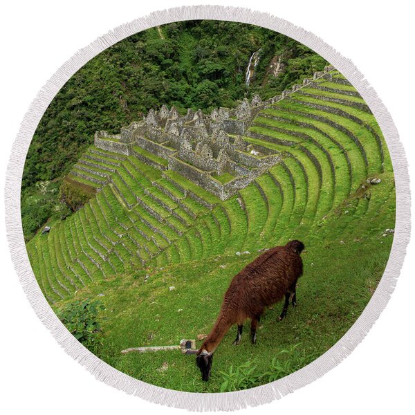 Winay Wayna With Grazing Llama Round Beach Towel