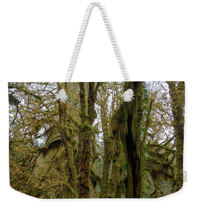 Moss-Covered Trees in a Dense Forest Weekender Tote Bag
