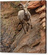 Big Horn Sheep Agile Descent In Zion National Park Canvas Print