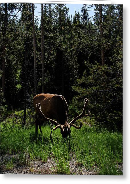 Wildlife Greeting Cards