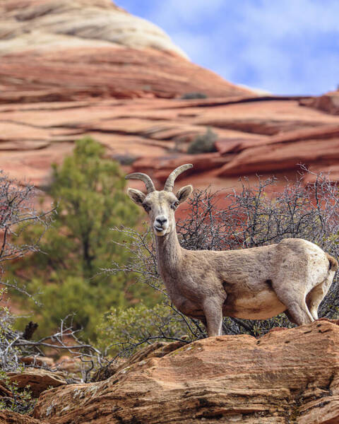 Big Horn Sheep In Zion National Park Art Print