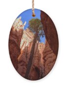 Tree Reaches Skyward In Bryce Canyon National Park Ornament