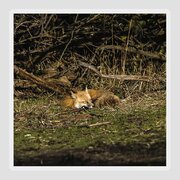 Peaceful Fox In Sunlit Meadow Sticker