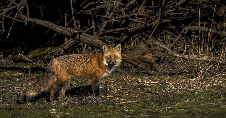 Nature Wall Art featuring the photograph Fox In Sunlit Forest Clearing by Brandon Wichmann