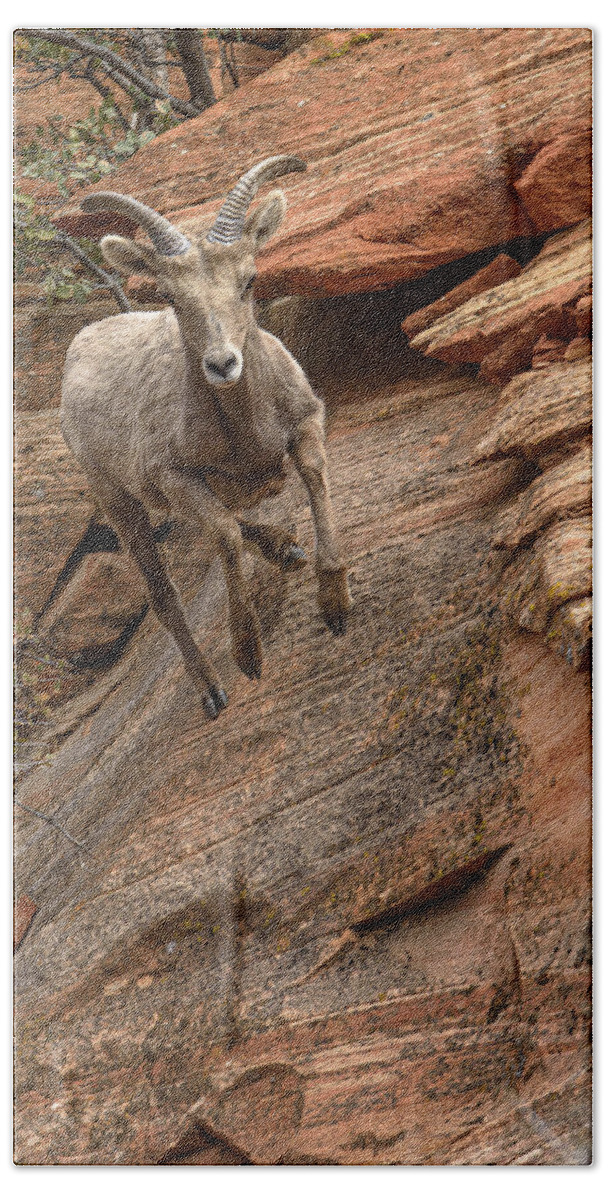 Big Horn Sheep Agile Descent In Zion National Park Hand Towel