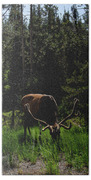 Elk Grazing In A Sunlit Forest In Grand Teton National Park Bath Towel
