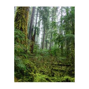 Misty Forest Silhouettes in Olympic National Park by Brandon Wichmann Misty Forest Silhouettes in Olympic National Park by Brandon Wichmann