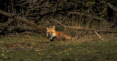 Wildlife Fox Art