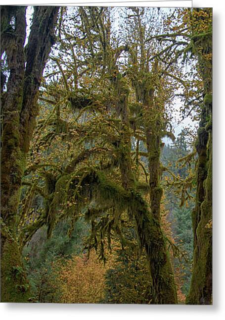 Tree Greeting Cards