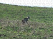 Bobcat in Grassy Field Jigsaw Puzzle