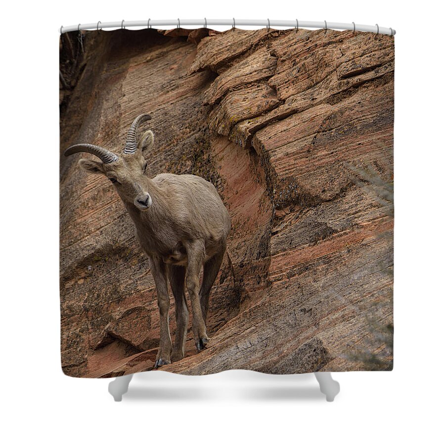 Bighorn Sheep On Rocky Terrain Shower Curtain