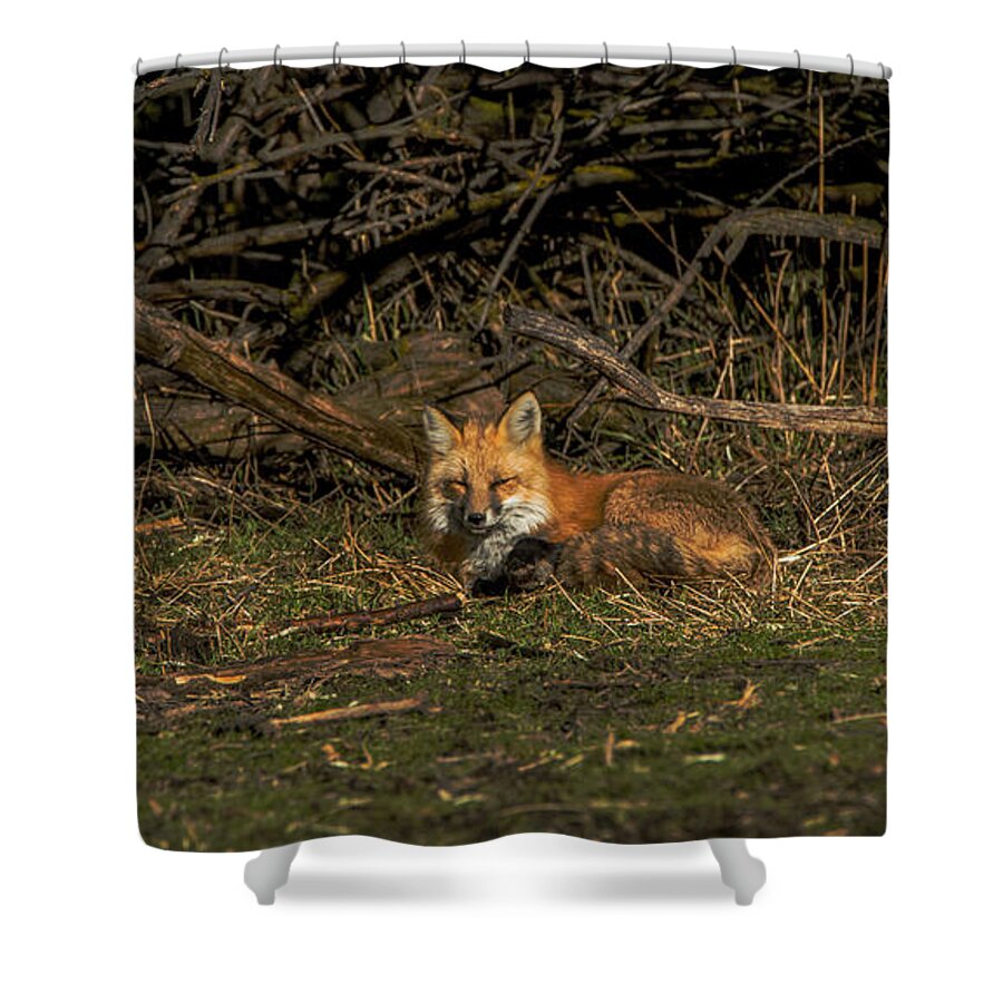 Fox Resting In Sunlit Clearing Shower Curtain