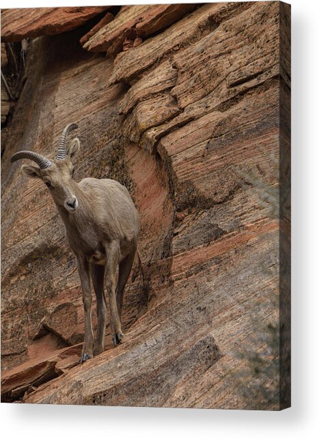 Bighorn Sheep On Rocky Terrain Acrylic Print