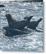 Seals Resting On Rocky Shoreline Metal Print