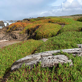 Coastal Landscape with Driftwood