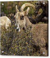 Mountain Goats in Natural Habitat Acrylic Print