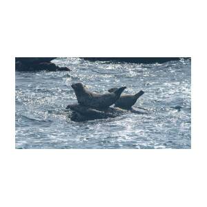 Seals Resting on Rocky Shoreline by Brandon Wichmann Seals Resting on Rocky Shoreline by Brandon Wichmann