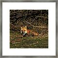 Fox Resting In Sunlit Clearing Framed Print