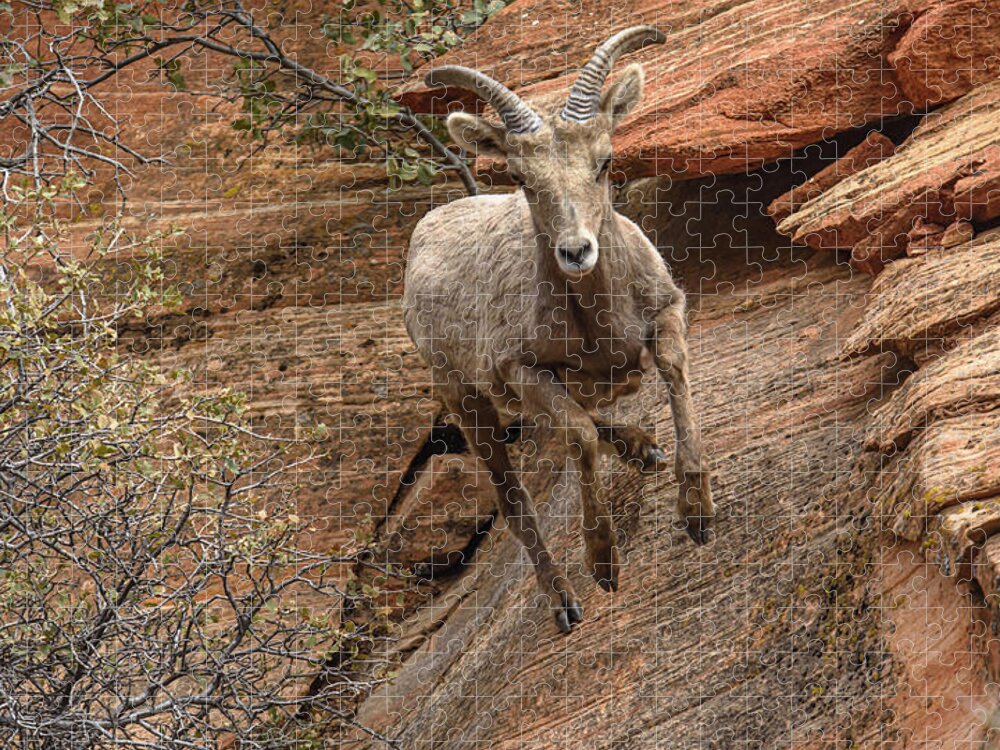 Big Horn Sheep Agile Descent In Zion National Park Jigsaw Puzzle
