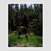 Elk Grazing In A Sunlit Forest In Grand Teton National Park Sticker