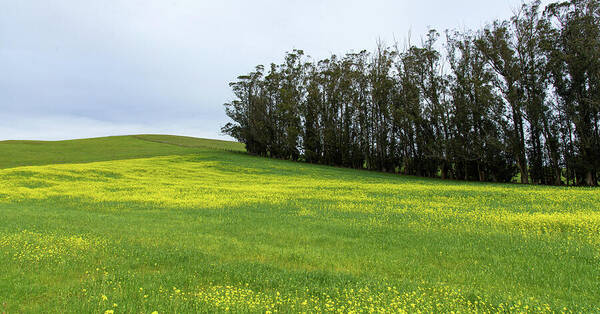 Rolling Hills With Blooming Wildflowers Art Print