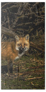 Fox In Sunlit Forest Clearing Beach Towel
