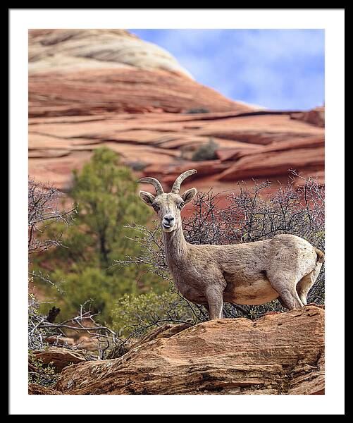 Big Horn Sheep In Zion National Park Framed Print
