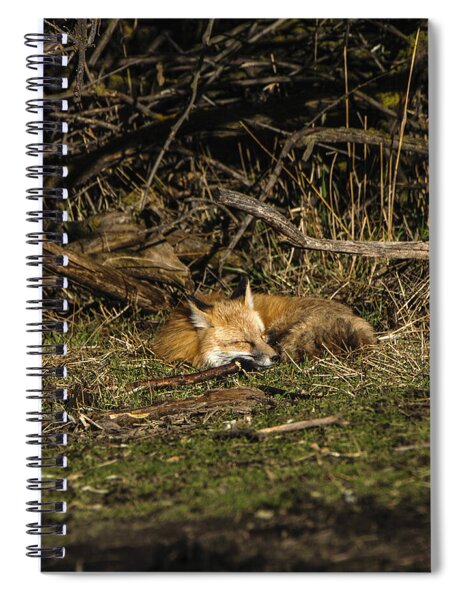 Peaceful Fox in Sunlit Meadow Spiral Notebook by Brandon Wichmann