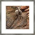 Big Horn Sheep Agile Descent In Zion National Park Framed Print