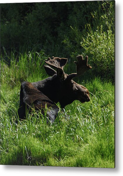 Moose Resting In Sunlit Meadow In Grand Teton National Park Metal Print