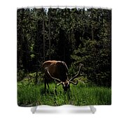 Elk Grazing In A Sunlit Forest In Grand Teton National Park Shower Curtain