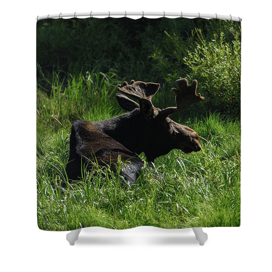Moose Resting In Sunlit Meadow In Grand Teton National Park Shower Curtain